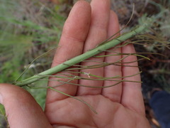 Boechera