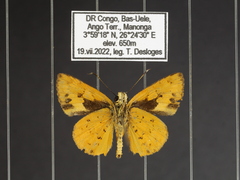 Pardaleodes incerta murcia