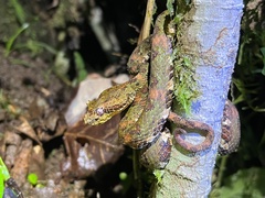 Bothriechis schlegelii