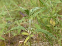 Galeopsis segetum