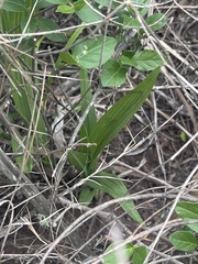 Eulophia streptopetala