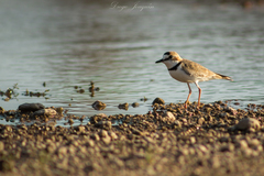 Charadrius collaris