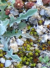 Andryala integrifolia