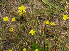Asteraceae