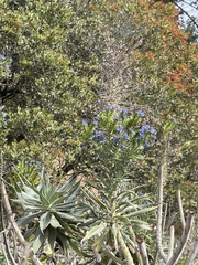 Echium candicans