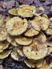 Pholiota adiposa