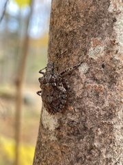 Brochymena