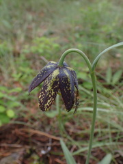Fritillaria affinis