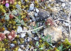 Spergularia purpurea