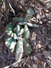 Crassula cotyledonis