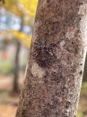 Brochymena
