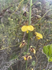 Eulophia streptopetala