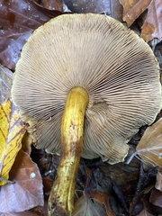 Pholiota adiposa