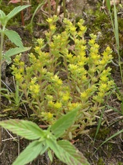Sedum annuum