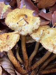 Pholiota adiposa