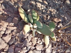 Crassula cotyledonis