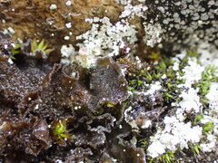 Leptochidium albociliatum