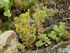 Sedum annuum