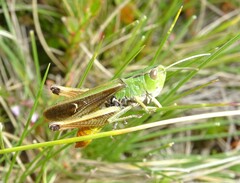 Stenobothrus lineatus