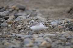 Anarhynchus frontalis