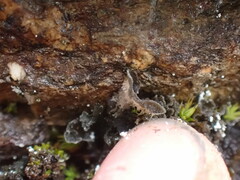 Leptochidium albociliatum