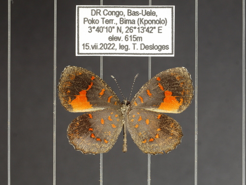 Eresiomera isca