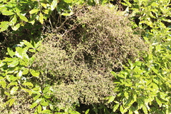 Coprosma rubra
