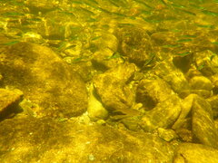 Atheriniformes