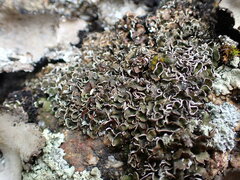 Psora