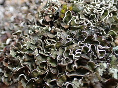 Psora