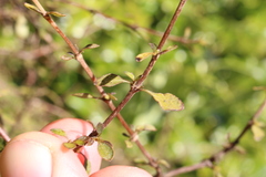 Coprosma rubra
