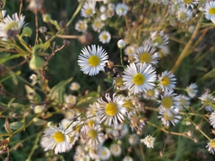 Erigeron annuus