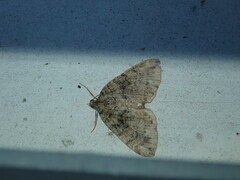 Hydriomena furcata