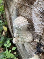 Hemipholiota