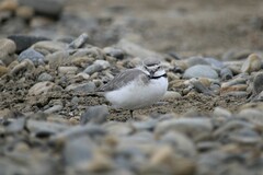 Anarhynchus frontalis