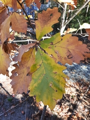 Quercus bicolor