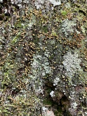 Diphyscium foliosum