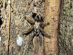 Psalmopoeus reduncus