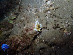 Chromodoris lochi