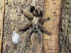 Psalmopoeus reduncus