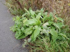 Pentaglottis sempervirens