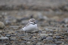 Anarhynchus frontalis