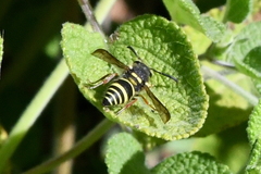Ancistrocerus bustamente