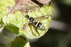 Ancistrocerus bustamente