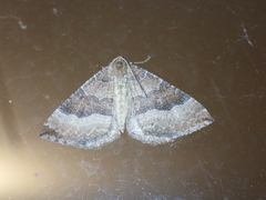 Larentia clavaria