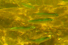 Atheriniformes