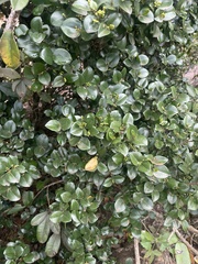 Memecylon soutpansbergense