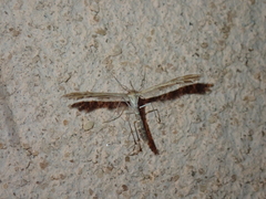 Pterophorinae