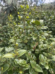 Memecylon soutpansbergense