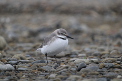 Anarhynchus frontalis